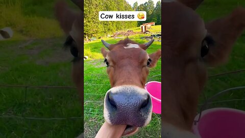Kisses from our cow.