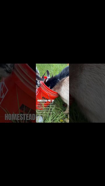 And hide the feed! #shorts