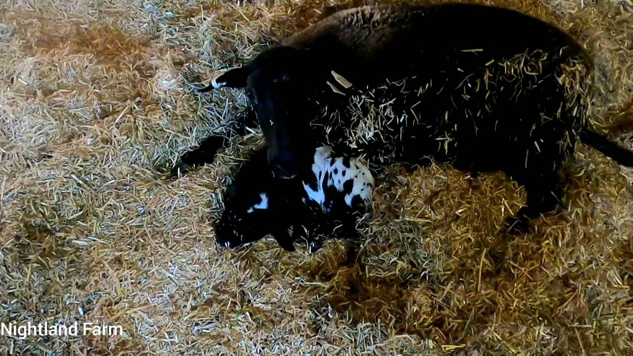 The Prettiest Baby Lamb