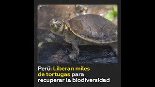 Perú libera tortugas en el Amazonas para restaurar la biodiversidad