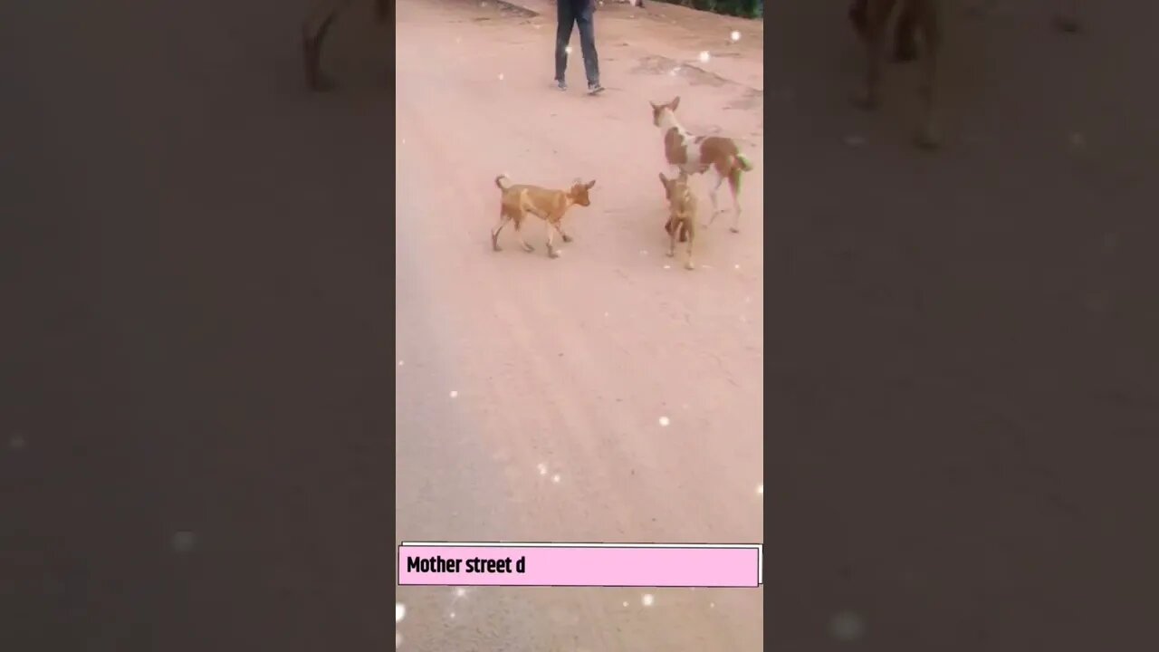 Two puppies and a street dog walking beside the highway, #Shorts,#puppy, #puppies,#dog,#animal,#dogs