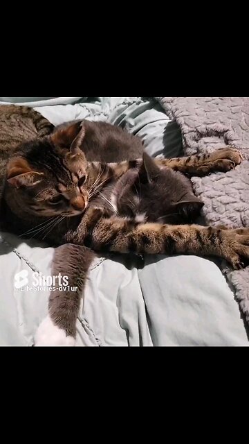 Purr-fect Naptime #cat #catlover #short #shorts #cute #catnap #tabbycat