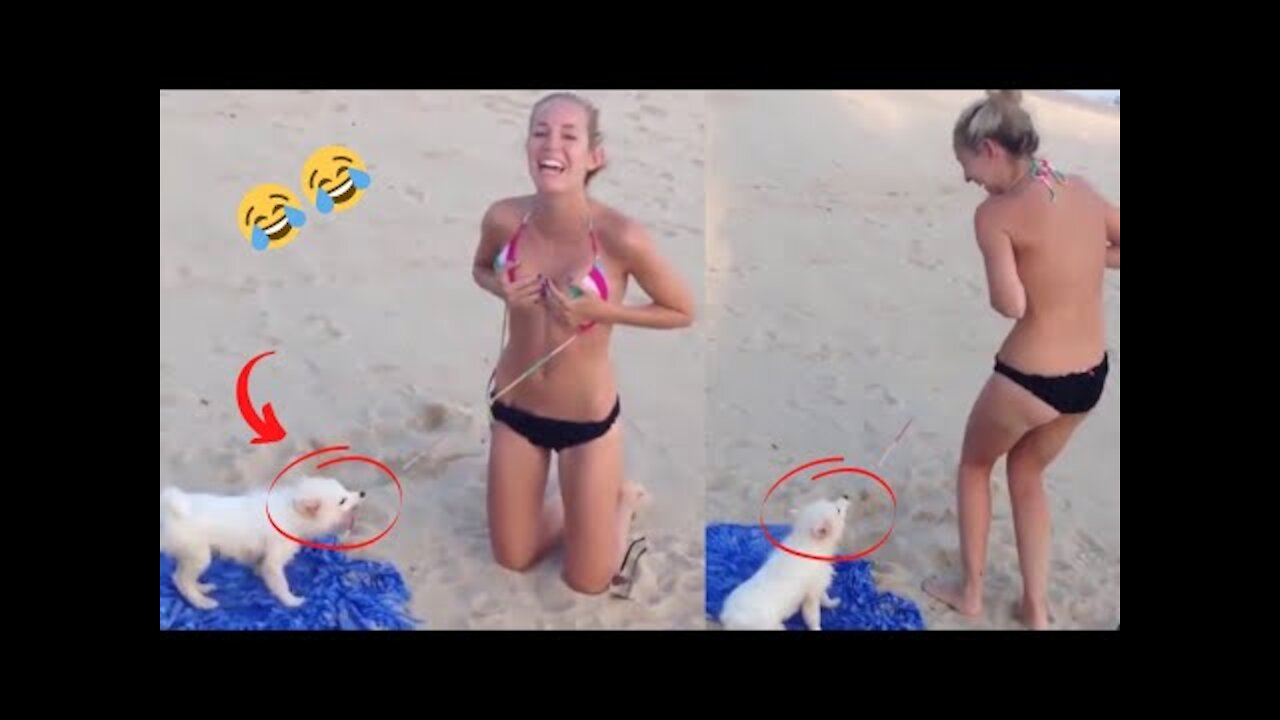 Funniest Animals 😂 - Best Of The Animals compilation Funny Animals Videos 😁 - Cutest Animals Ever 💕