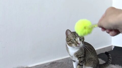 Funny Cat Gets a New Toy