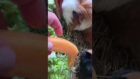 Guinea pigs try melon for the first time