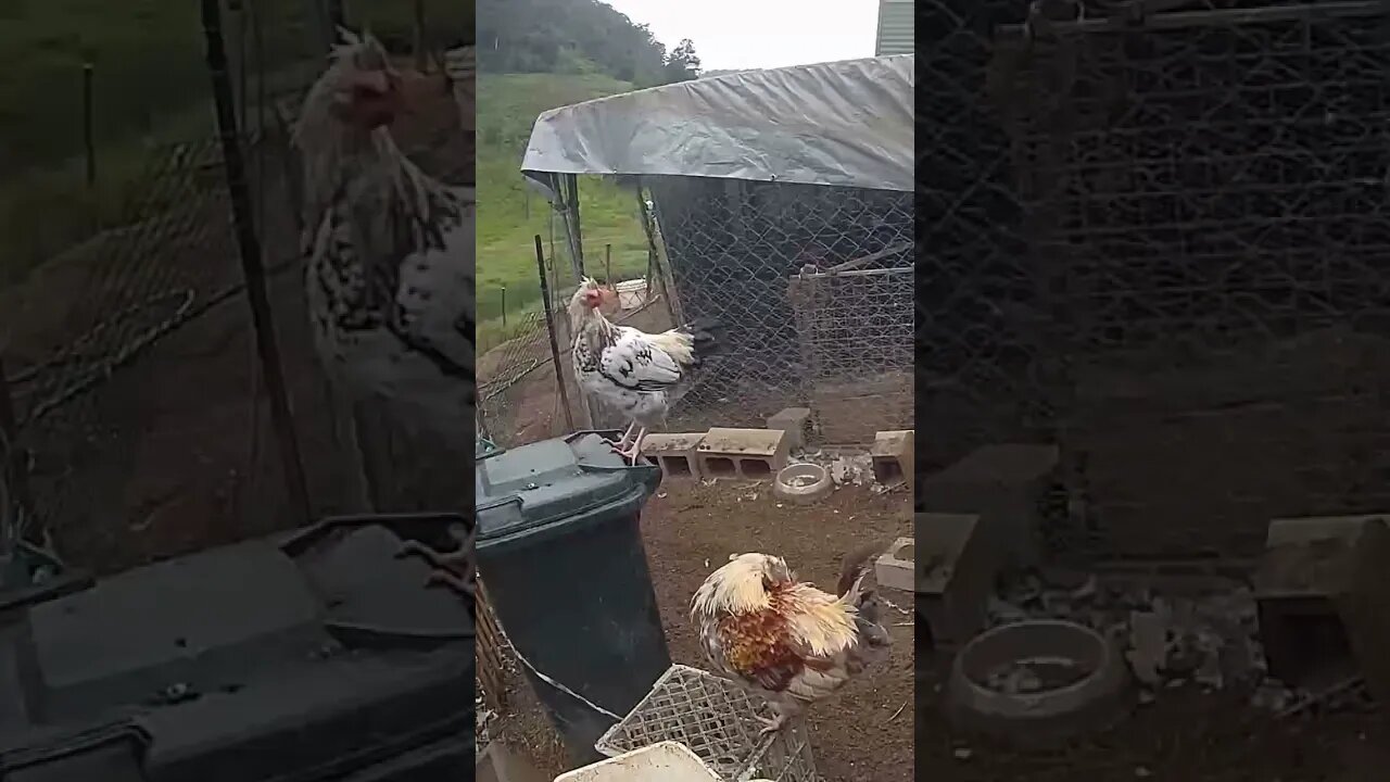 Farm cam. Frank the rooster is moulting.