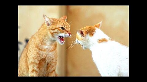 Funny cat video - Relaxing video Cute cat pet