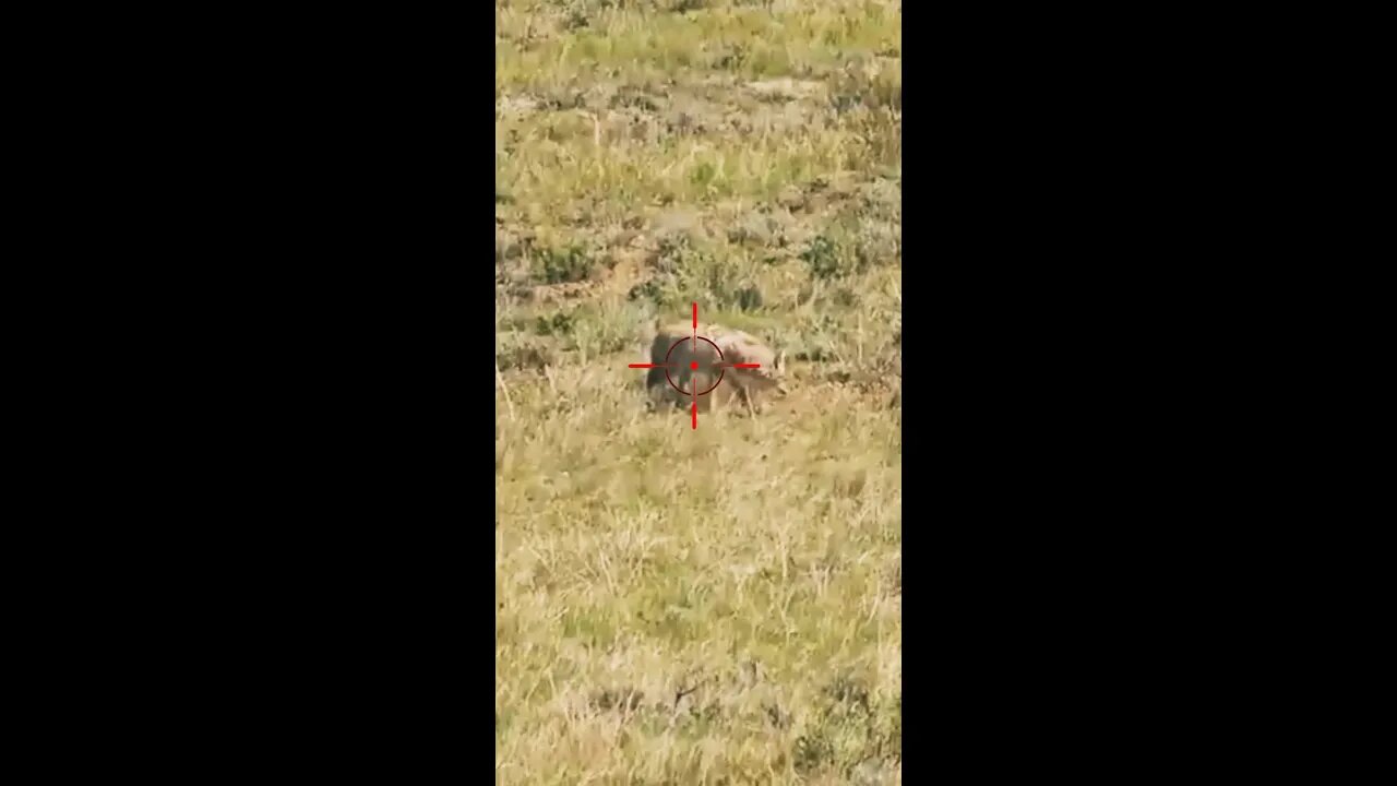 Hunting Coyotes #shorts #dogs #animals #hunter #091