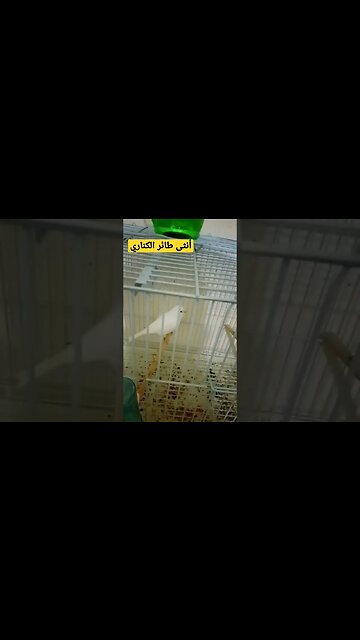 أنثى طائر الكناري كيوت روعة