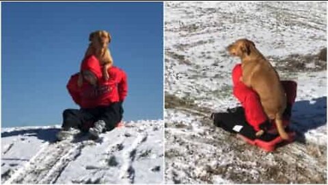 飼い主とそりを楽しむ犬！