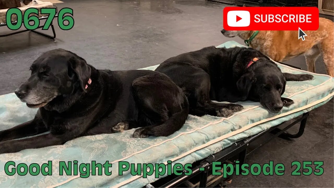 [0676] GOOD NIGHT PUPPIES - EPISODE 253 [#dogs #doggos #doggies #puppies #dogdaycare]