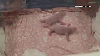 Twin giant pandas born in Belgian zoo