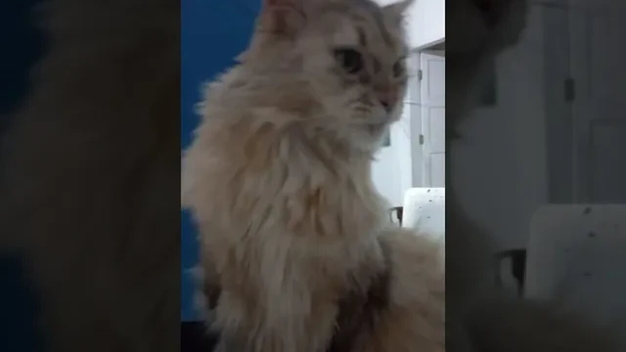 Chun Li a Maine Coon