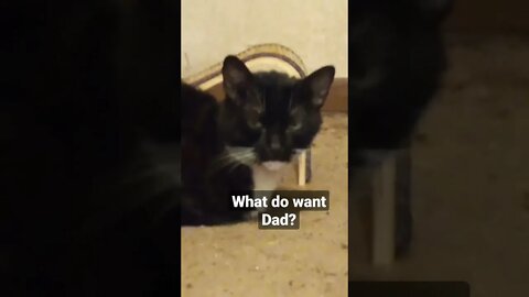 Cat in bread mode #shorts #shortsvideo