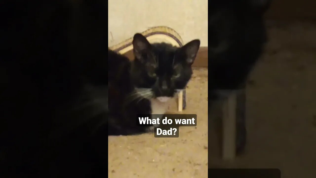 Cat in bread mode #shorts #shortsvideo