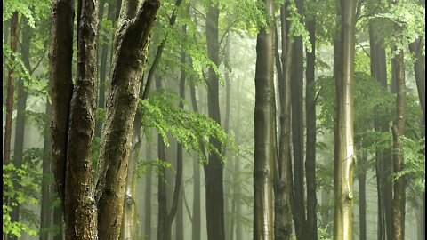 Rainforest Rain Sound for Sleeping or Studying 🌧