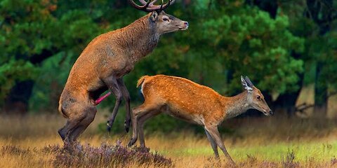 murrah antelope meting first time