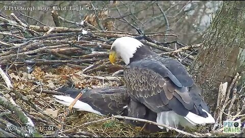 Hays Eagles Mom Foots Dad off the 2 Eggs 2023 03 03 1202pm