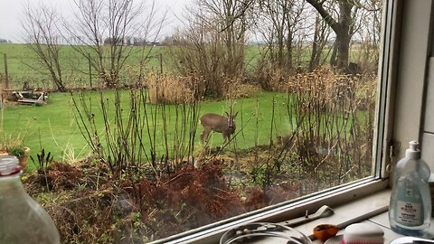 Deer in the garden.