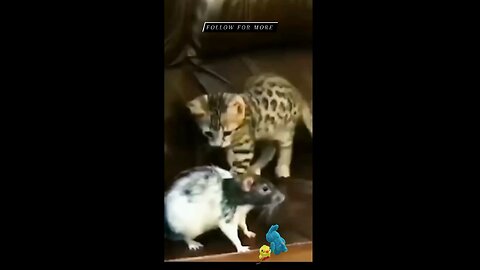 Funny animal video