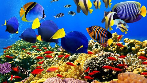 Ocean Wonders: Meet the Fascinating Sea Life| Marine Life - HD Video