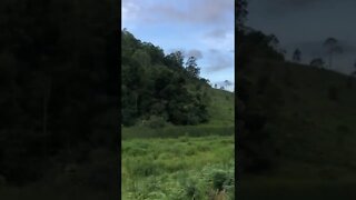 Australian bush paradise