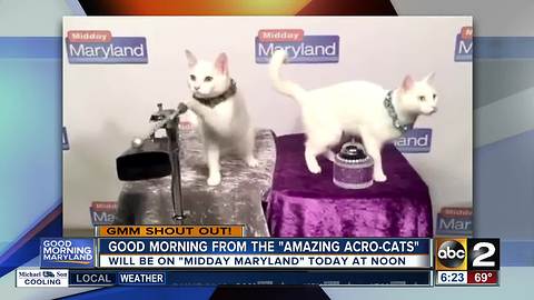 These cats know how to say good morning Maryland!