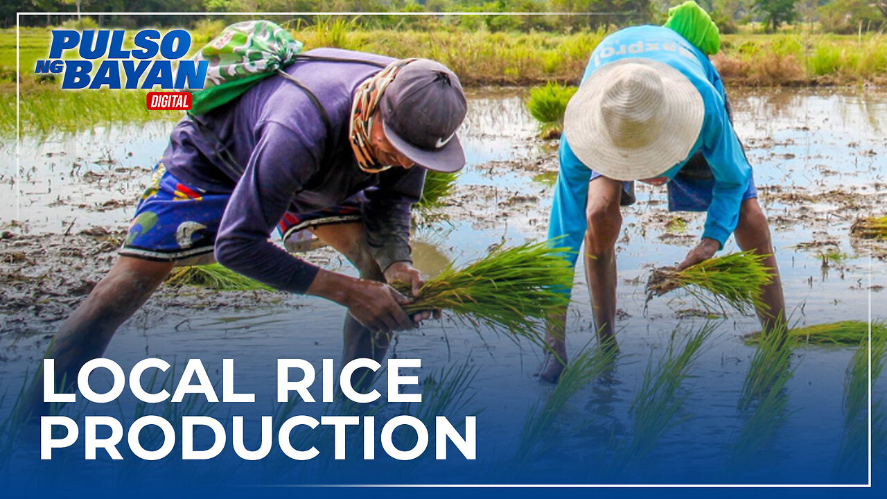 Dapat ang focus ng gobyerno ay palakasin ang local rice production —Montemayor