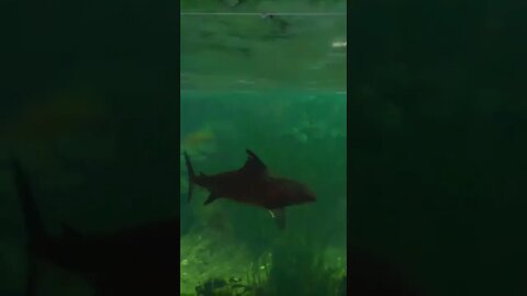 maneater barracuda