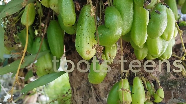 Name this Super Sour Fruit Challenge/Toots Teens Just for Fun Video/Family Fun Travel Vlog