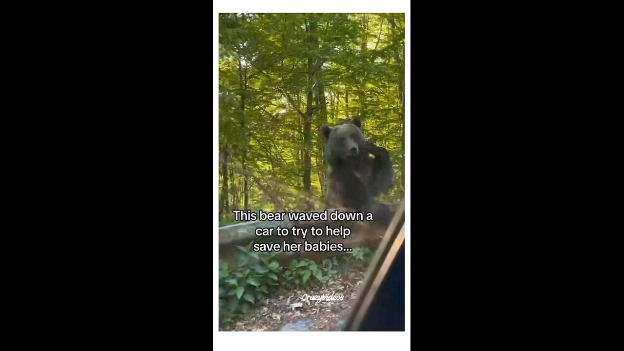 #Bear #Love #For #Her #Kids #Imotional #Video