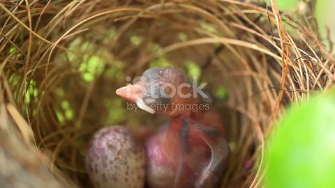 From Egg to Fledge: The Challenging Journey of Young Birds