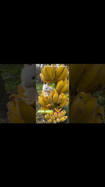 Relaxing Music for Stress Relief and Deep Sleep (Calm PIANO)