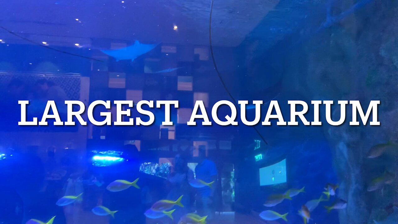 Probably the largest aquarium
