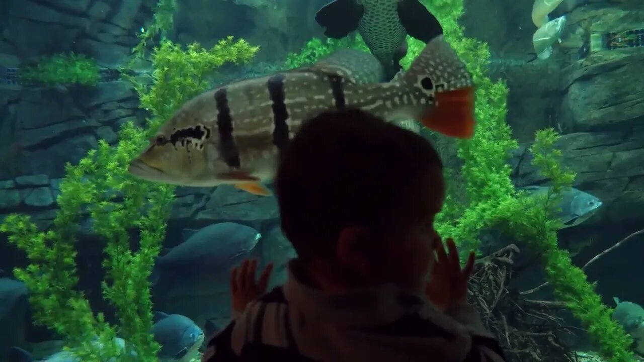 Cute Toddler Watching Large Fish Swim In Aquarium Water Tank