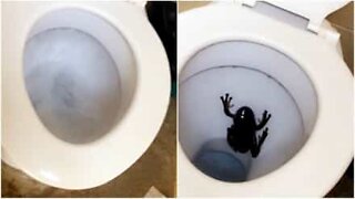 Tourists in Australia find a huge frog in the toilet