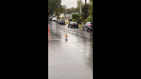 Dog going on a adventure!