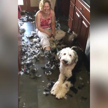 Dog Grooming At Home Can Be A Messy Job