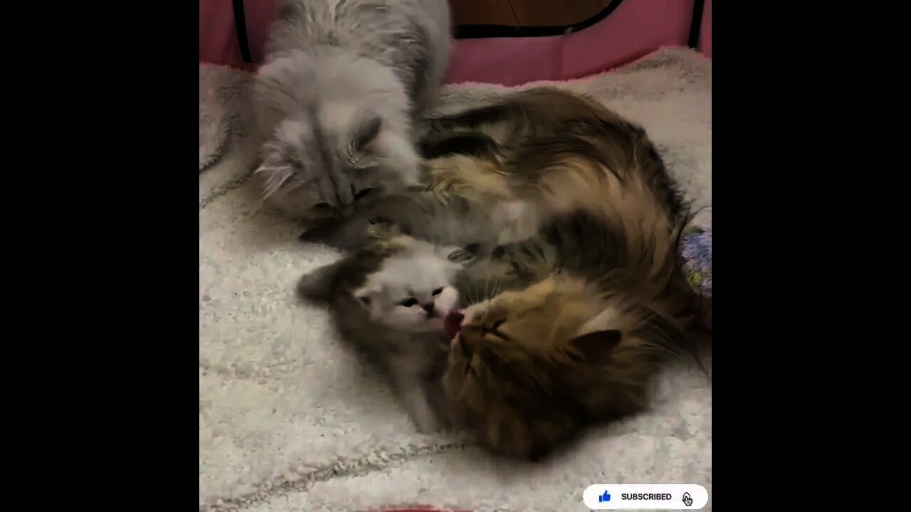 Must Watch Beautiful Cat Videos /Cat Playing