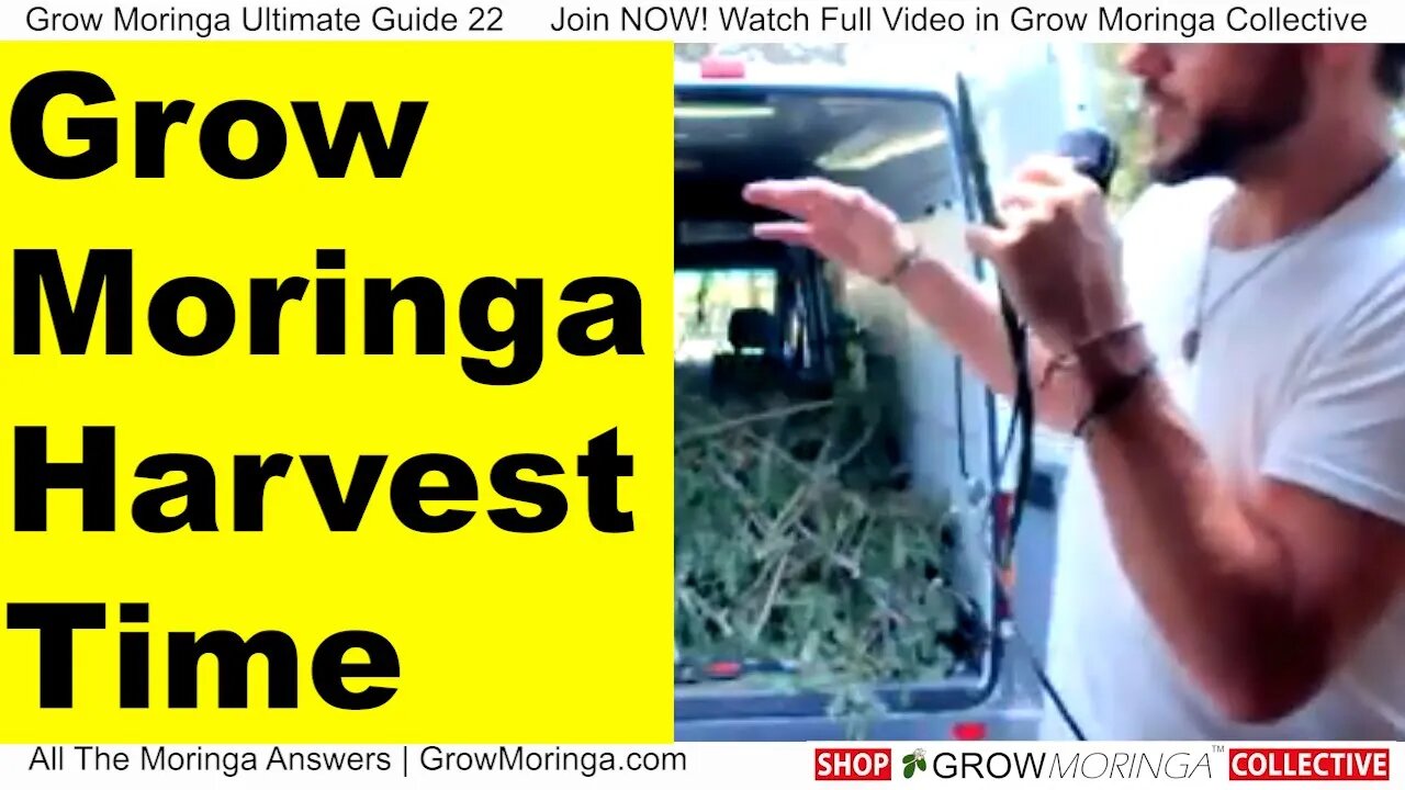 Moringa Tree Harvesting Time + Greens, Seed Pods, Drumstick Ripening Stages | Is Moringa Profitable?