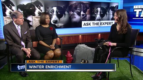 Ask the Expert: Winter enrichment for pets