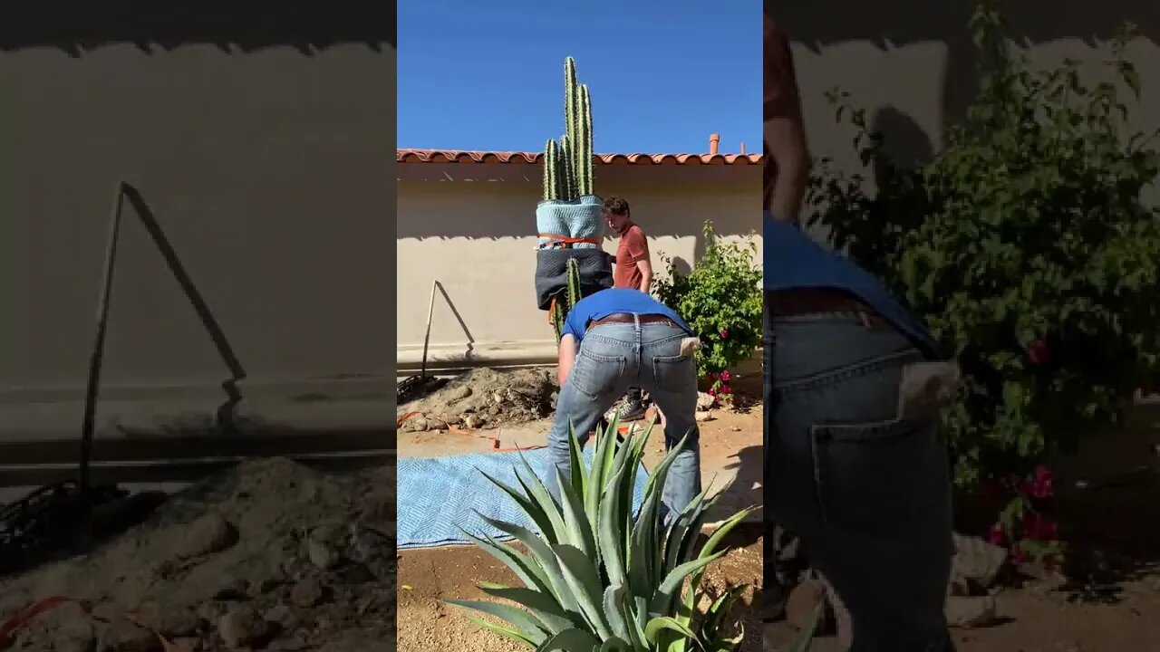 WHEN THE CACTUS FALLS