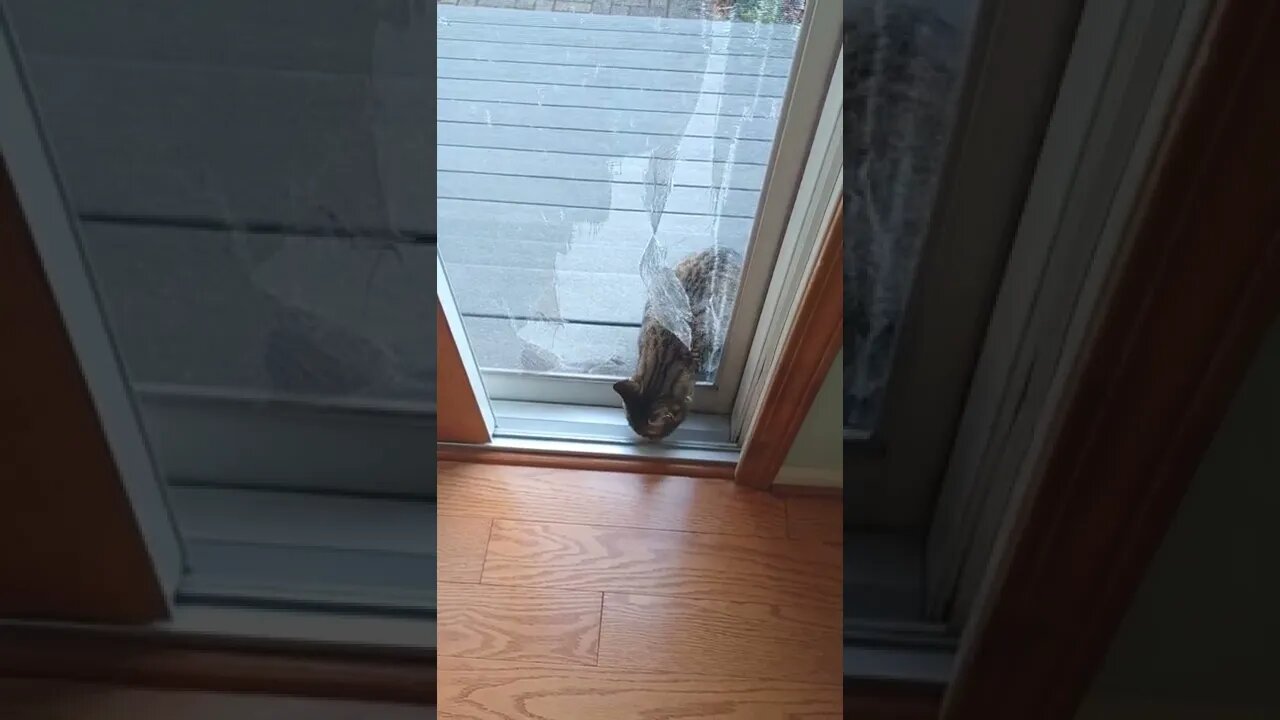 Cats Ripped a Hole in Screen Door