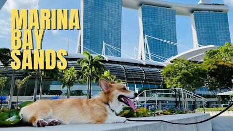 Shinji The Corgi- Marina Bay Sands