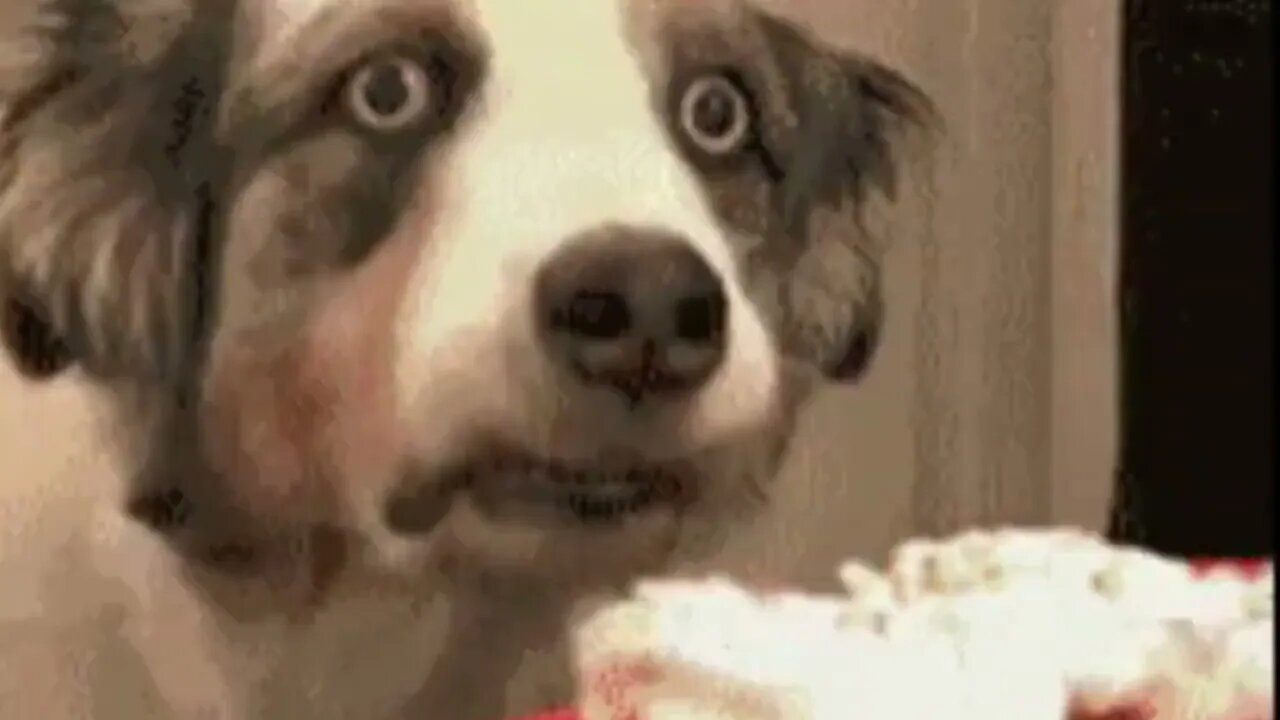 Free Funny dog videos for Download and use in other videos