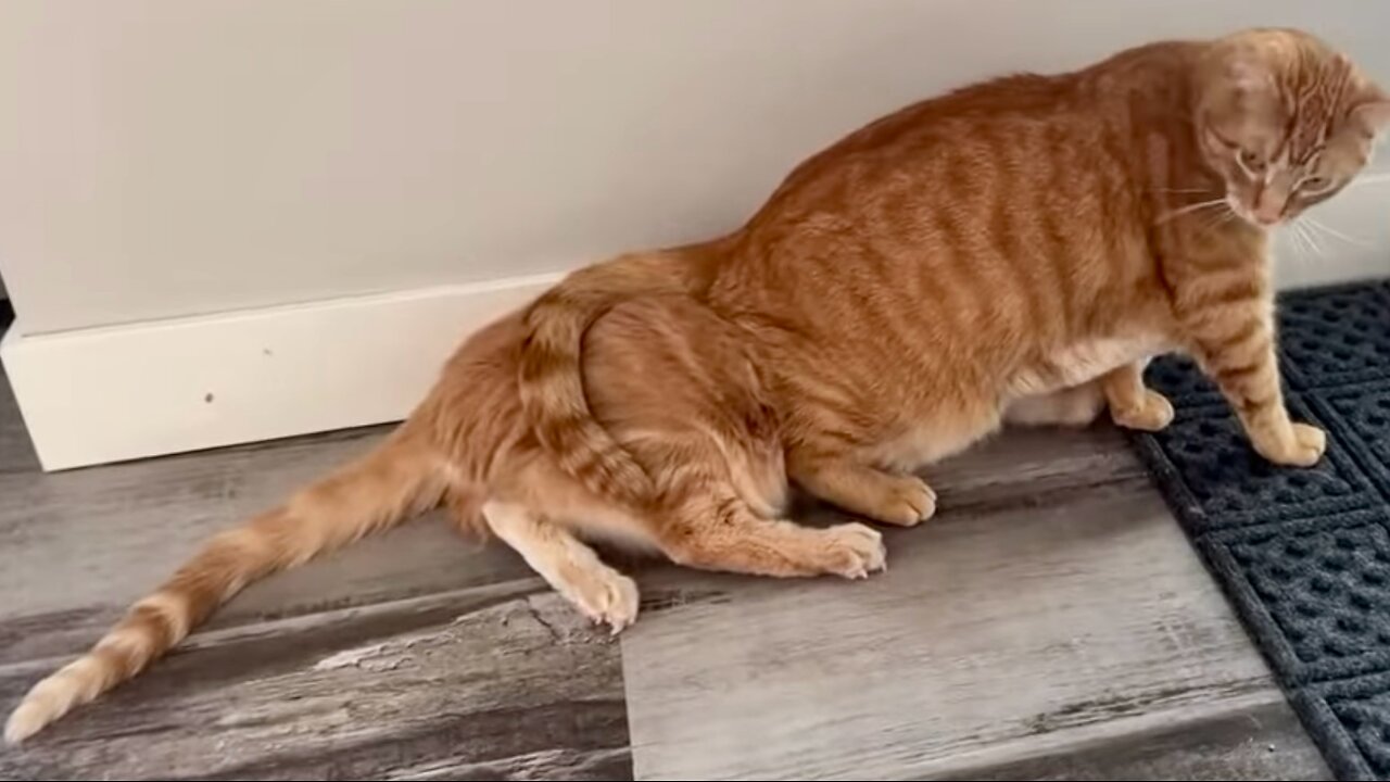 Noah the cat
