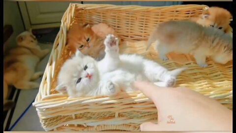 Baby cats- cute cat babes video