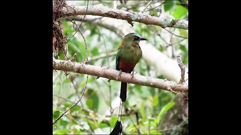 what is this bird?