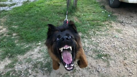 Will this tree hold angry dog？？？😱