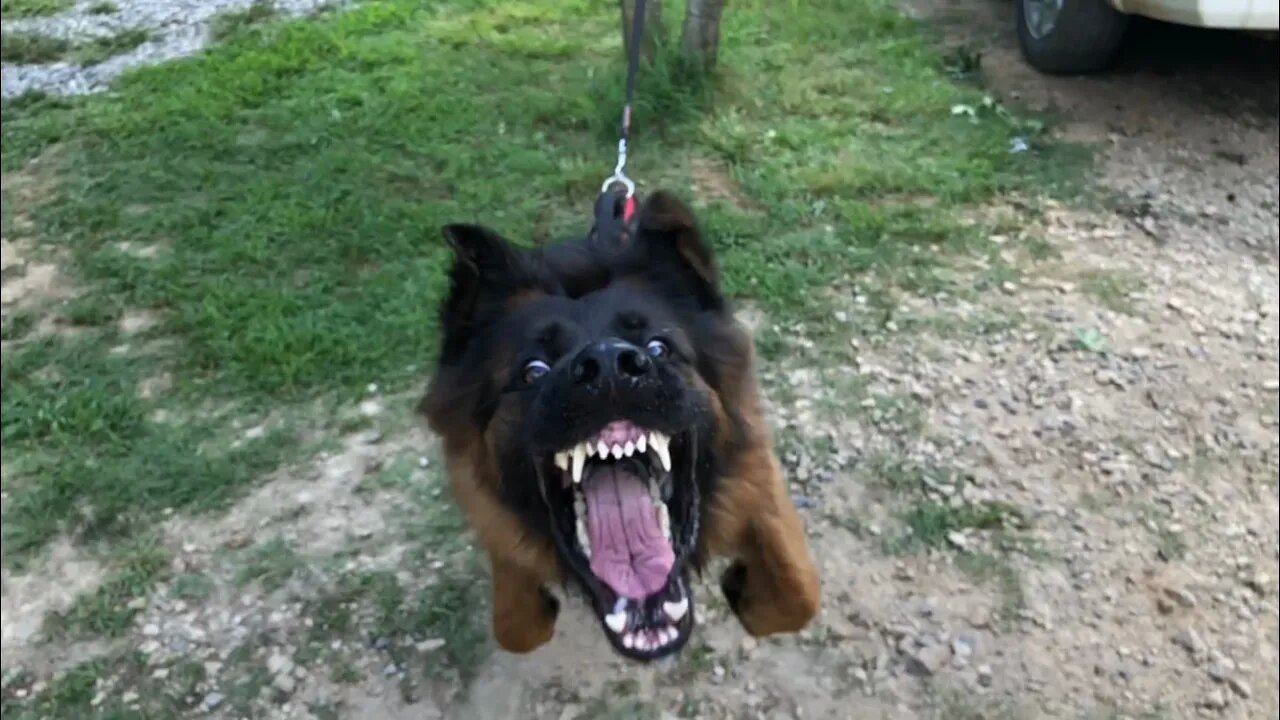 Will this tree hold angry dog???😱